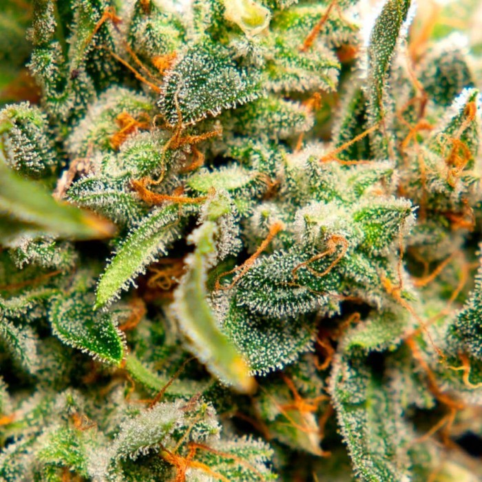 Semillas feminizadas Lemon OG Candy de Philosopher Seeds, resina.