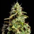 Semillas feminizadas Orange Candy de Philosopher Seeds, resina.