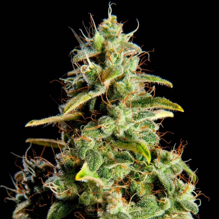 Semillas feminizadas Orange Candy de Philosopher Seeds, resina.