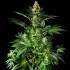 Semillas feminizadas Orange Candy de Philosopher Seeds, planta.