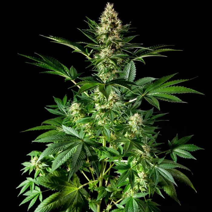 Semillas feminizadas Orange Candy de Philosopher Seeds, planta.