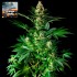 Semillas feminizadas Orange Candy de Philosopher Seeds.