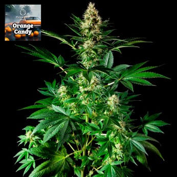 Semillas feminizadas Orange Candy de Philosopher Seeds.