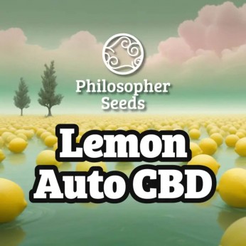 Semillas de autoflorecientes  Auto Lemon CBD de Philosopher Seeds.