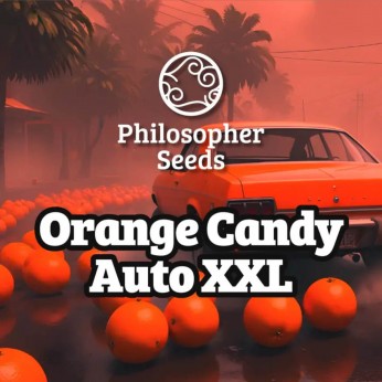 Semillas de marihuana autoflorecientes Orange Candy XXL Auto de Philosopher Seeds.