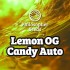 Semillas de marihuana autoflorecientes Lemon OG Candy Auto de Philosopher Seeds.