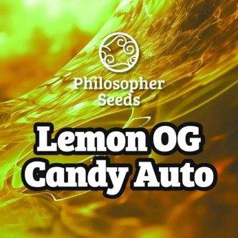Semillas de marihuana autoflorecientes Lemon OG Candy Auto de Philosopher Seeds.