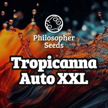 Semillas de autoflorecientes  Auto Tropicanna XXL de Philosopher Seeds.