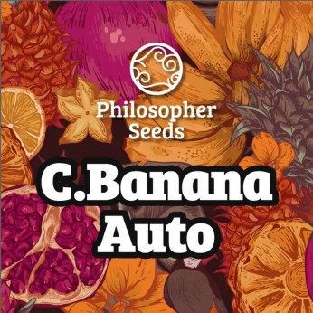 Semillas de autoflorecientes  Auto C.Banana de Philosopher Seeds.