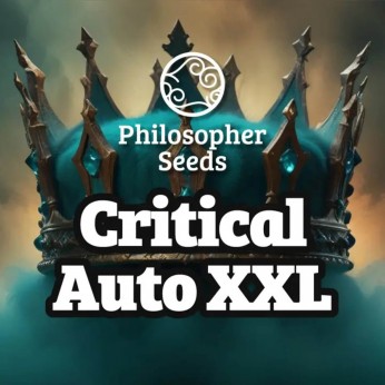 Semillas de autoflorecientes  Auto Critical XXL de Philosopher Seeds.