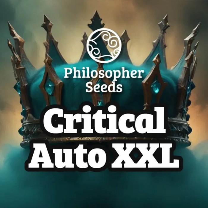 Semillas de autoflorecientes  Auto Critical XXL de Philosopher Seeds.