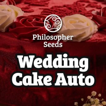 Semillas de autoflorecientes  Auto WEdding Cake de Philosopher Seeds.