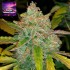 Semillas de autoflorecientes  Auto Purple Sunset de Philosopher Seeds,