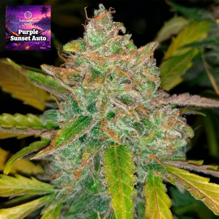 Semillas de autoflorecientes  Auto Purple Sunset de Philosopher Seeds,