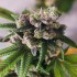 Semillas de autoflorecientes  Auto Gorilla Punch de Philosopher Seeds, cogollo.
