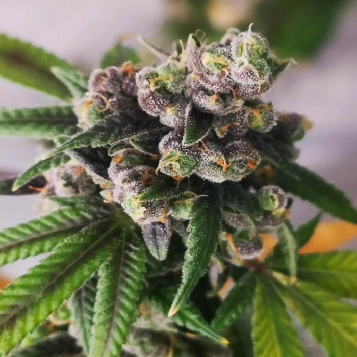 Semillas de autoflorecientes  Auto Gorilla Punch de Philosopher Seeds, cogollo.
