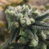 Semillas de autoflorecientes  Auto Gorilla Punch de Philosopher Seeds, resina.