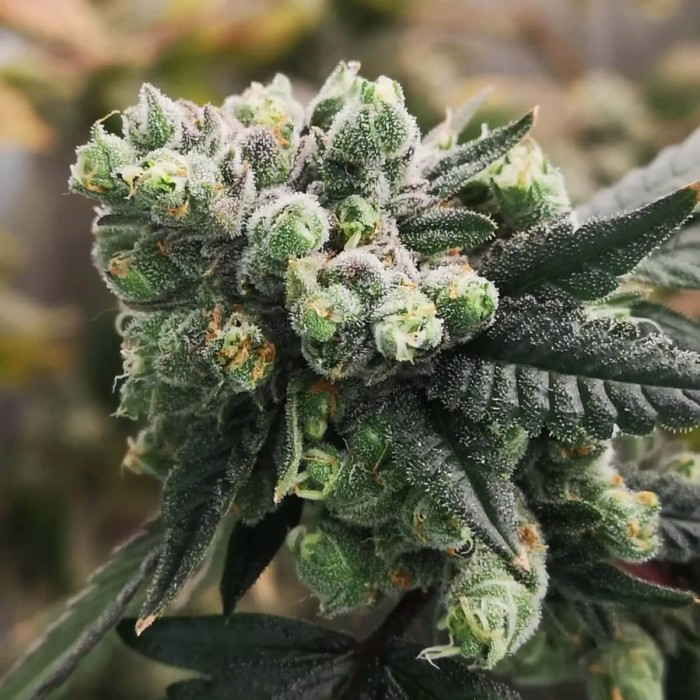 Semillas de autoflorecientes  Auto Gorilla Punch de Philosopher Seeds, resina.
