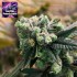 AUTO GORILLA PUNCH (Philosopher Seeds)