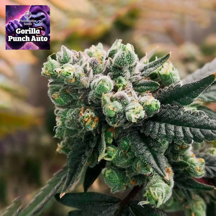 Semillas de autoflorecientes  Auto Gorilla Punch de Philosopher Seeds.