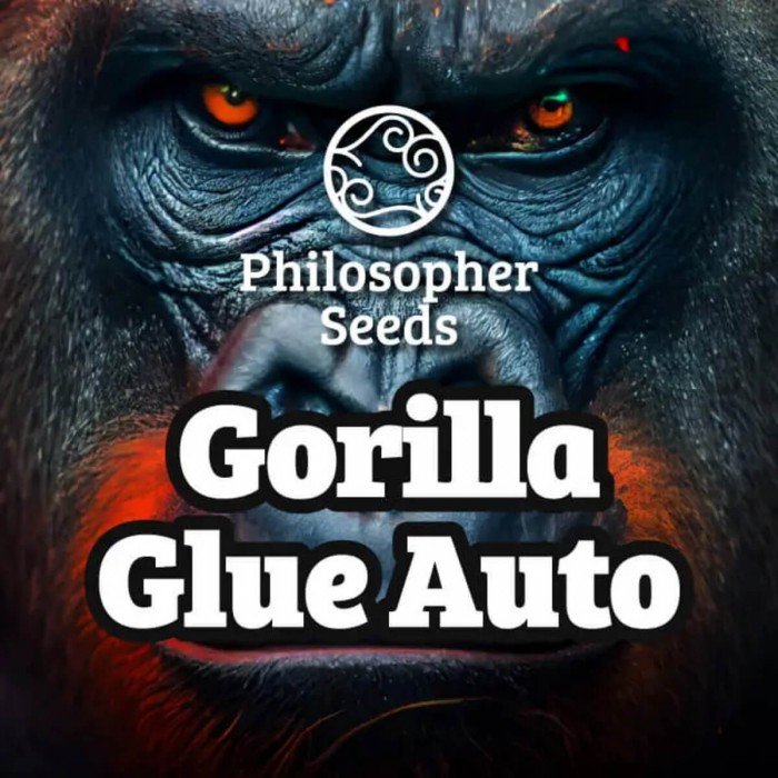 Semillas de autoflorecientes  Auto Gorilla Glue #4 de Philosopher Seeds, logo.