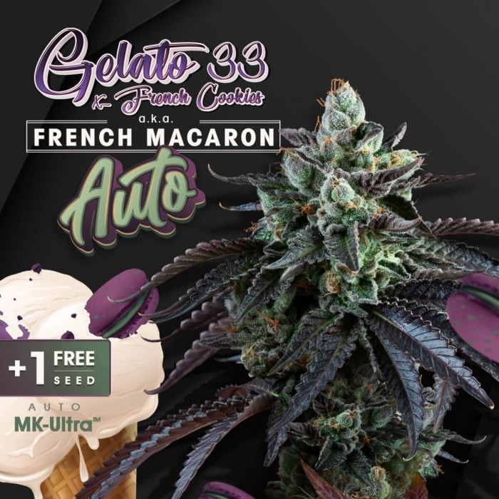 Semillas de autoflorecientes  AutoFrench Macaron de T.H. Seeds, logo.