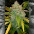 Semillas de autoflorecientes  Auto Purple Sunset de Philosopher Seeds, cogollo.