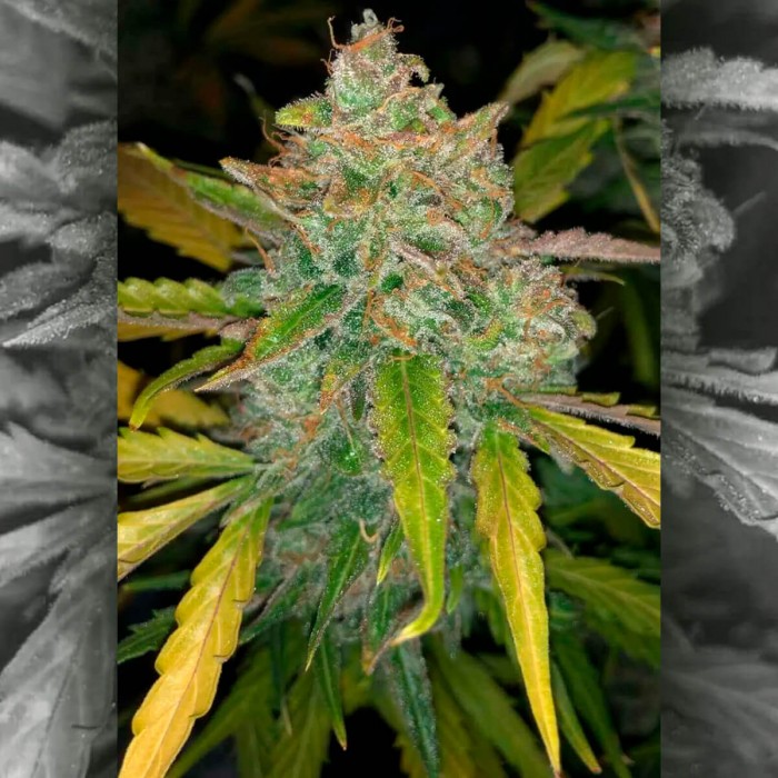 Semillas de autoflorecientes  Auto Purple Sunset de Philosopher Seeds, cogollo.