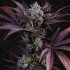 Semillas feminizadas French Macaron de T.H. Seeds, planta.