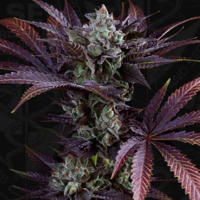 Semillas feminizadas French Macaron de T.H. Seeds, planta.