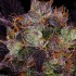 Semillas feminizadas French Macaron de T.H. Seeds, resina.