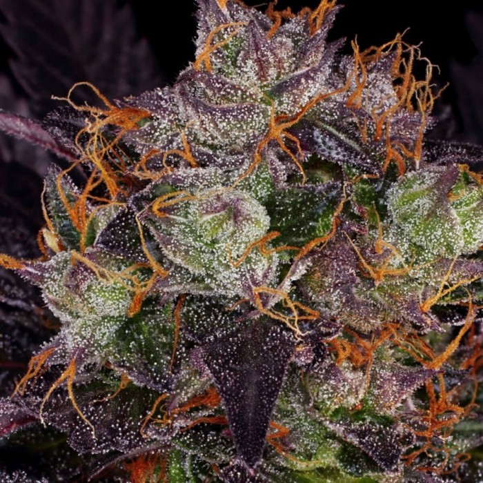 Semillas feminizadas French Macaron de T.H. Seeds, resina.