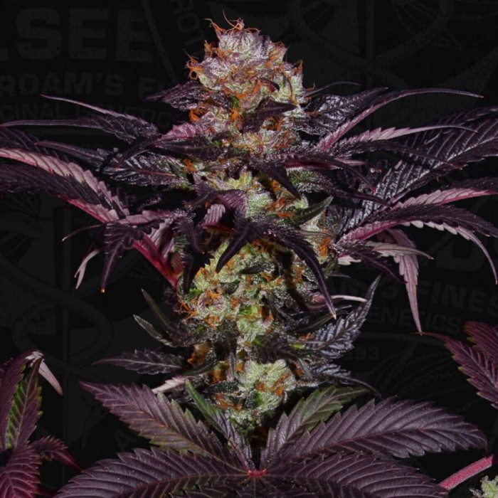 Semillas feminizadas French Macaron de T.H. Seeds, cogollo morado.