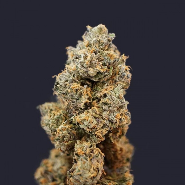 Semillas feminizadas French Macaron de T.H. Seeds, punta.