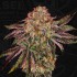 Semillas feminizadas Bubblegummiez de T.H. Seeds, cogollo.