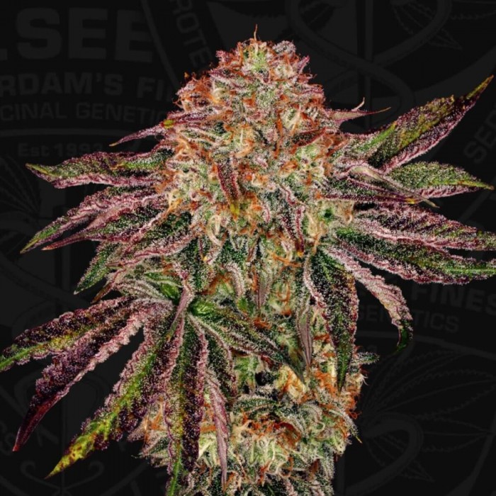 Semillas feminizadas Bubblegummiez de T.H. Seeds, cogollo.