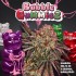 BUBBLEGUMMIEZ (T.H. Seeds)