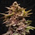 Semillas feminizadas Pure Lemon Cherry de T.H. Seeds, cogollo.