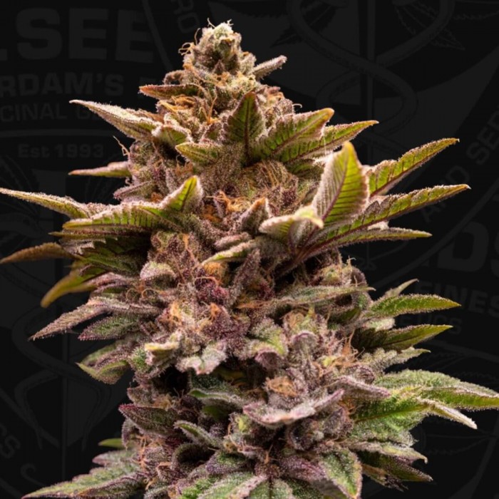 Semillas feminizadas Pure Lemon Cherry de T.H. Seeds, cogollo.