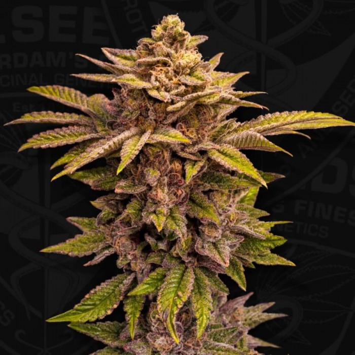 Semillas feminizadas Pure Lemon Cherry de T.H. Seeds, punta principal.