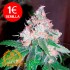 Semillas Critical a Granel | Pack de 5u.