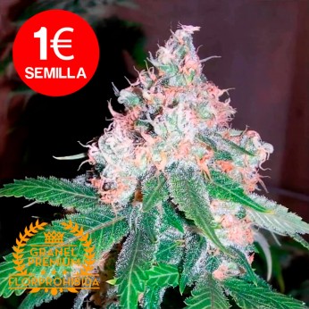 Semillas Critical a Granel | Pack de 5u.