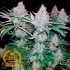 Somango - Semillas de marihuana Granel Premium.