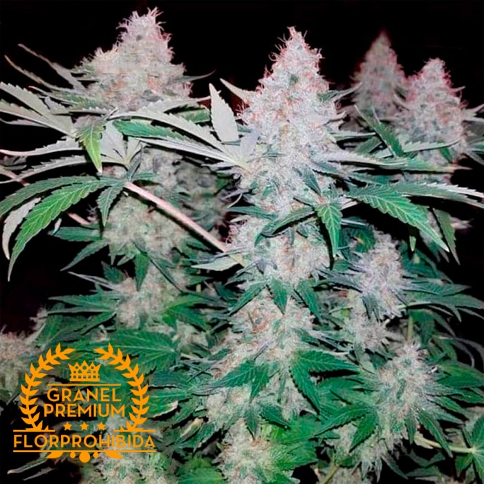 Somango - Semillas de marihuana Granel Premium.