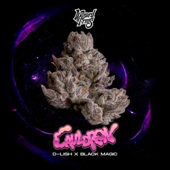 Semillas feminizadas Cauldron de Wizard Trees Seeds, portada.