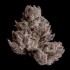 Semillas feminizadas Cauldron de Wizard Trees Seeds, cogollo.