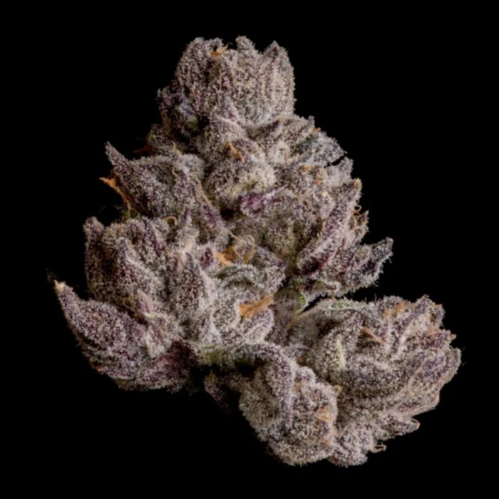 Semillas feminizadas Cauldron de Wizard Trees Seeds, cogollo.