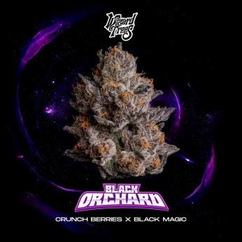 Semillas feminizadas Black Orchard de Wizard Trees Seeds, portada.