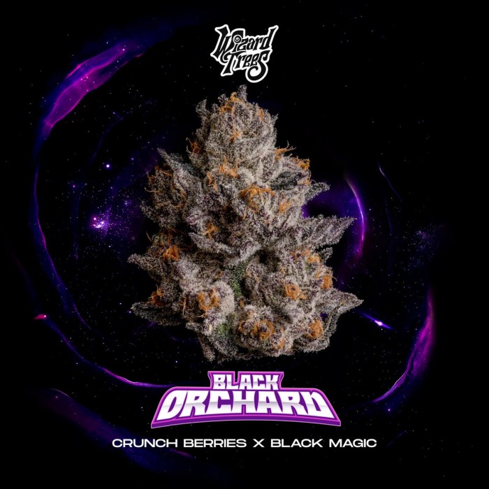 Semillas feminizadas Black Orchard de Wizard Trees Seeds, portada.