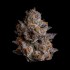 Semillas feminizadas Black Orchard de Wizard Trees Seeds, cogollo.